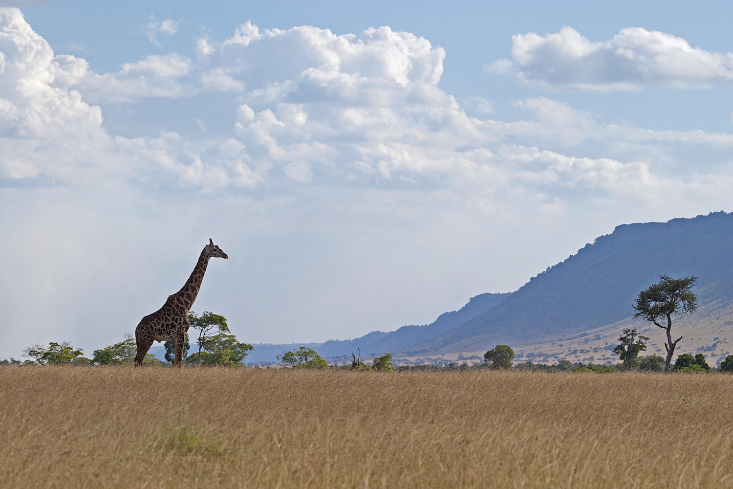 rift valley giraffe.jpg
