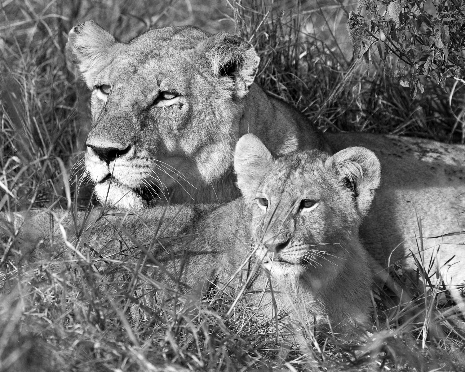 lioness and cub b&w.jpg