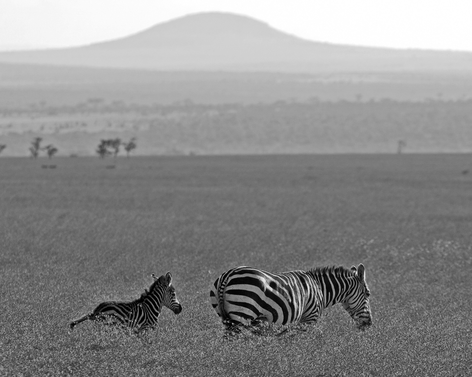 zebras b&w2.jpg