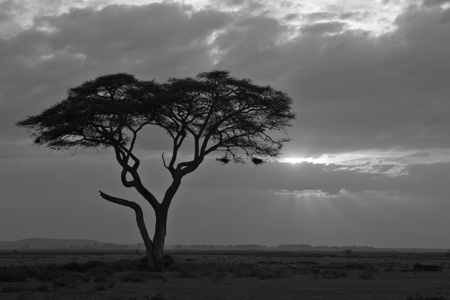 acacia tree.jpg