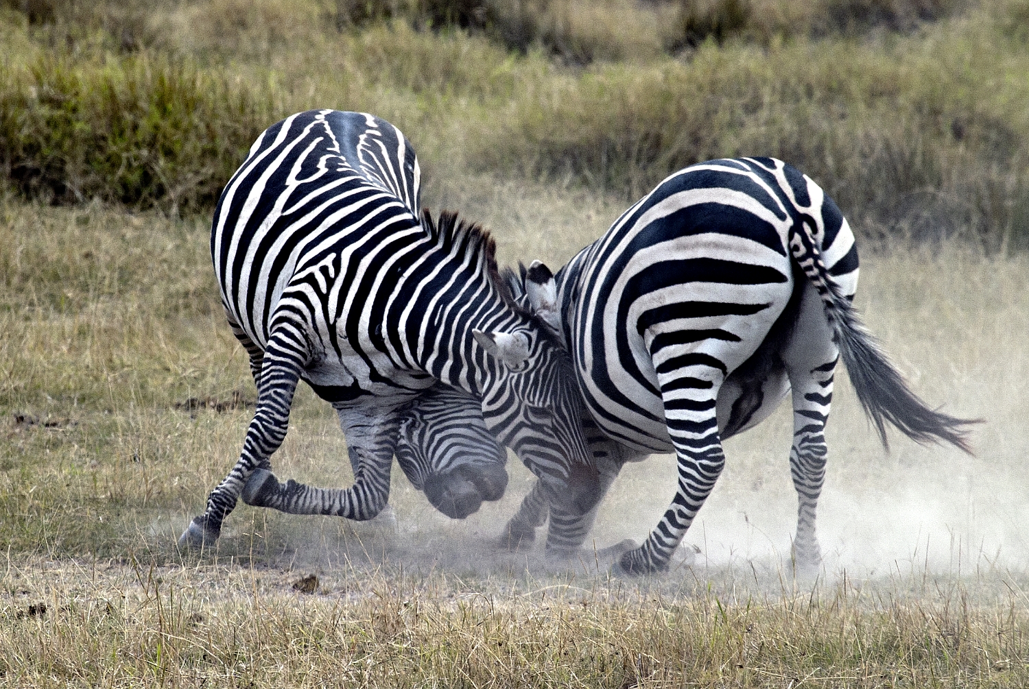 zebras play.jpg