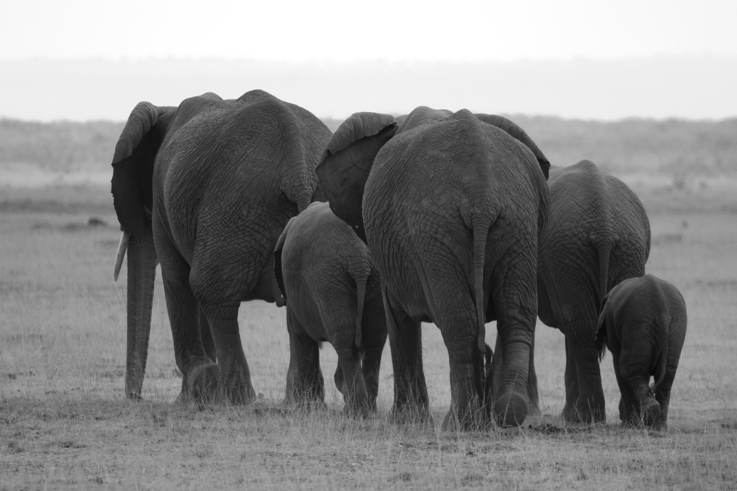 elephants2.jpg