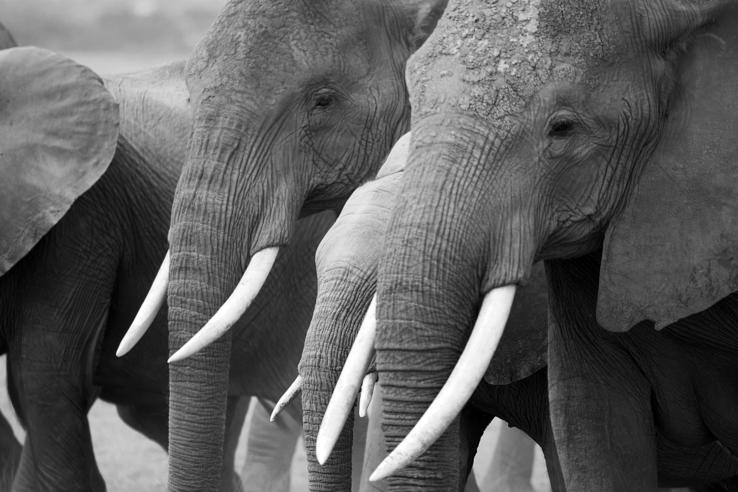 elephants3.jpg