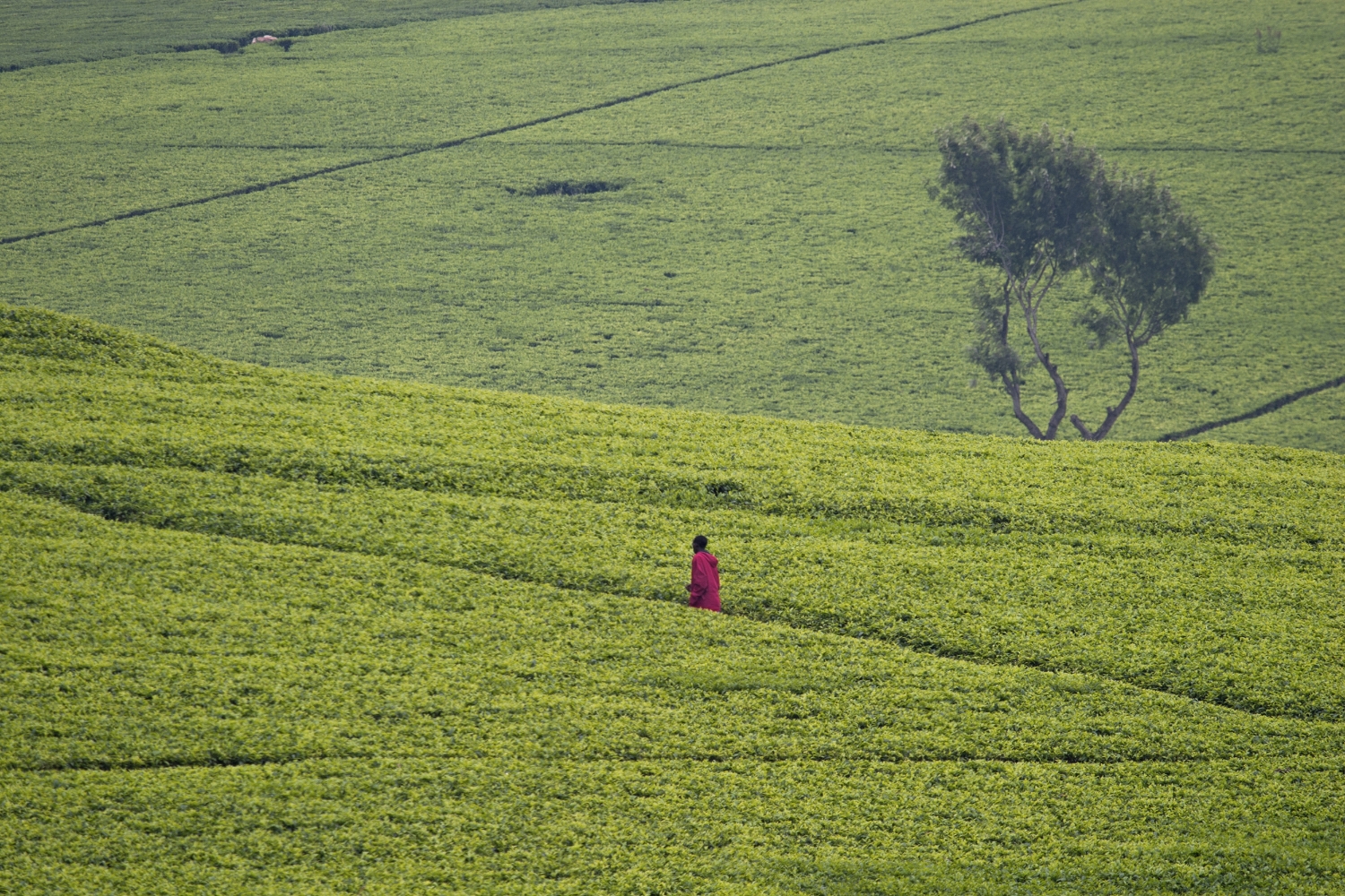 tea plantation.jpg