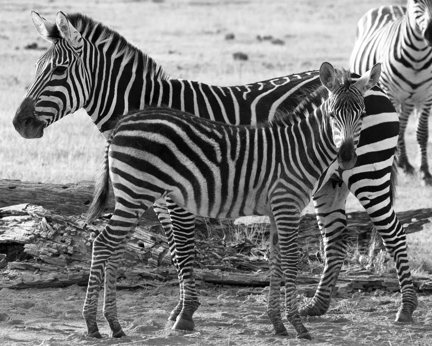 zebras b&w.jpg