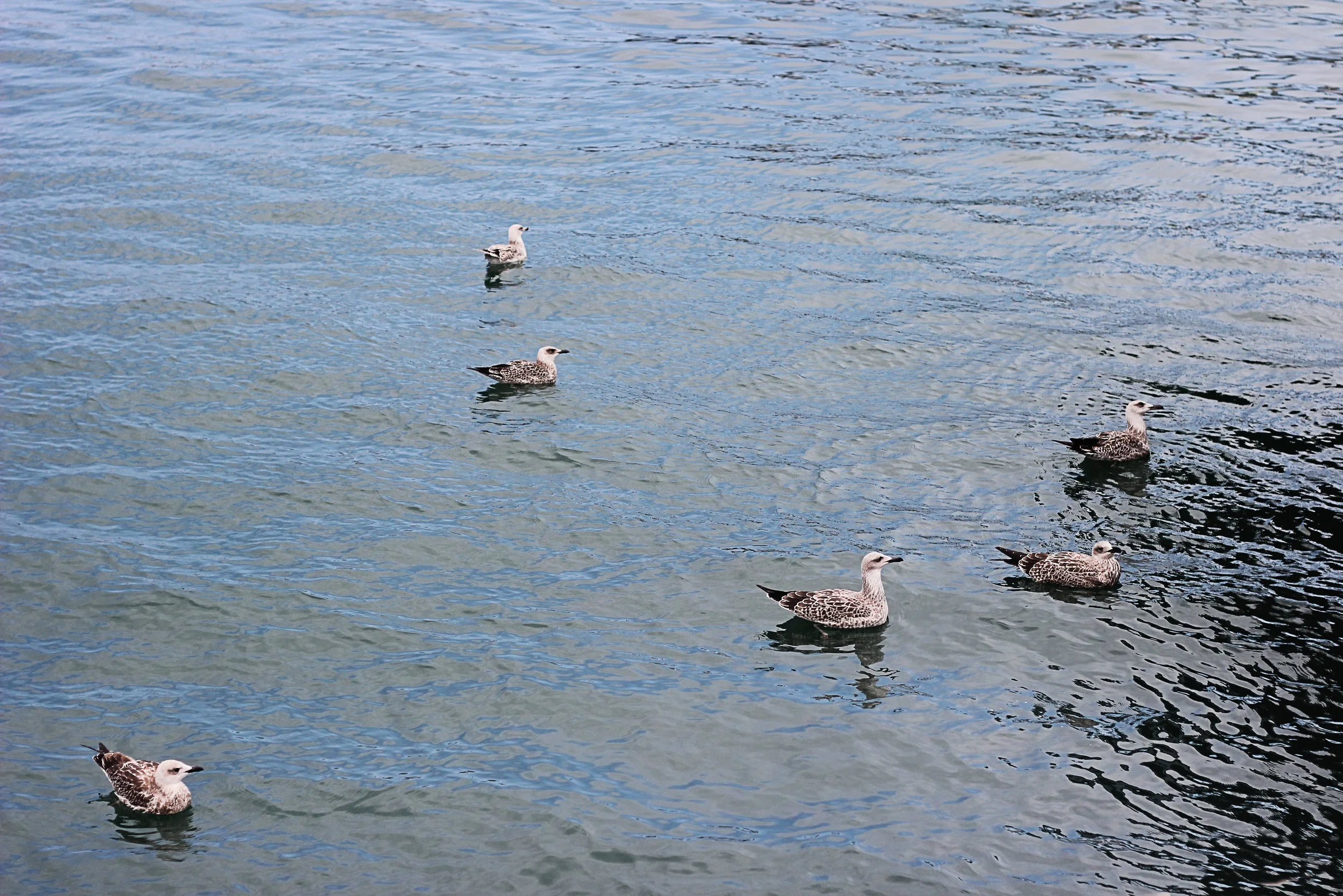 IMG_0161 copy.jpg