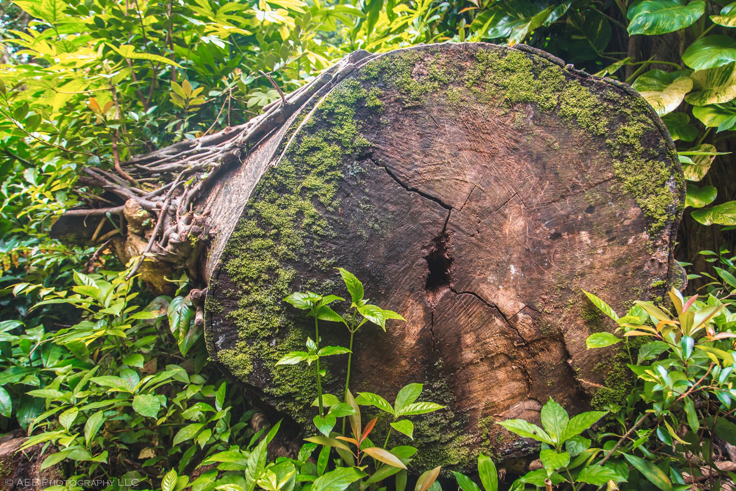 Manoa Falls-139.jpg