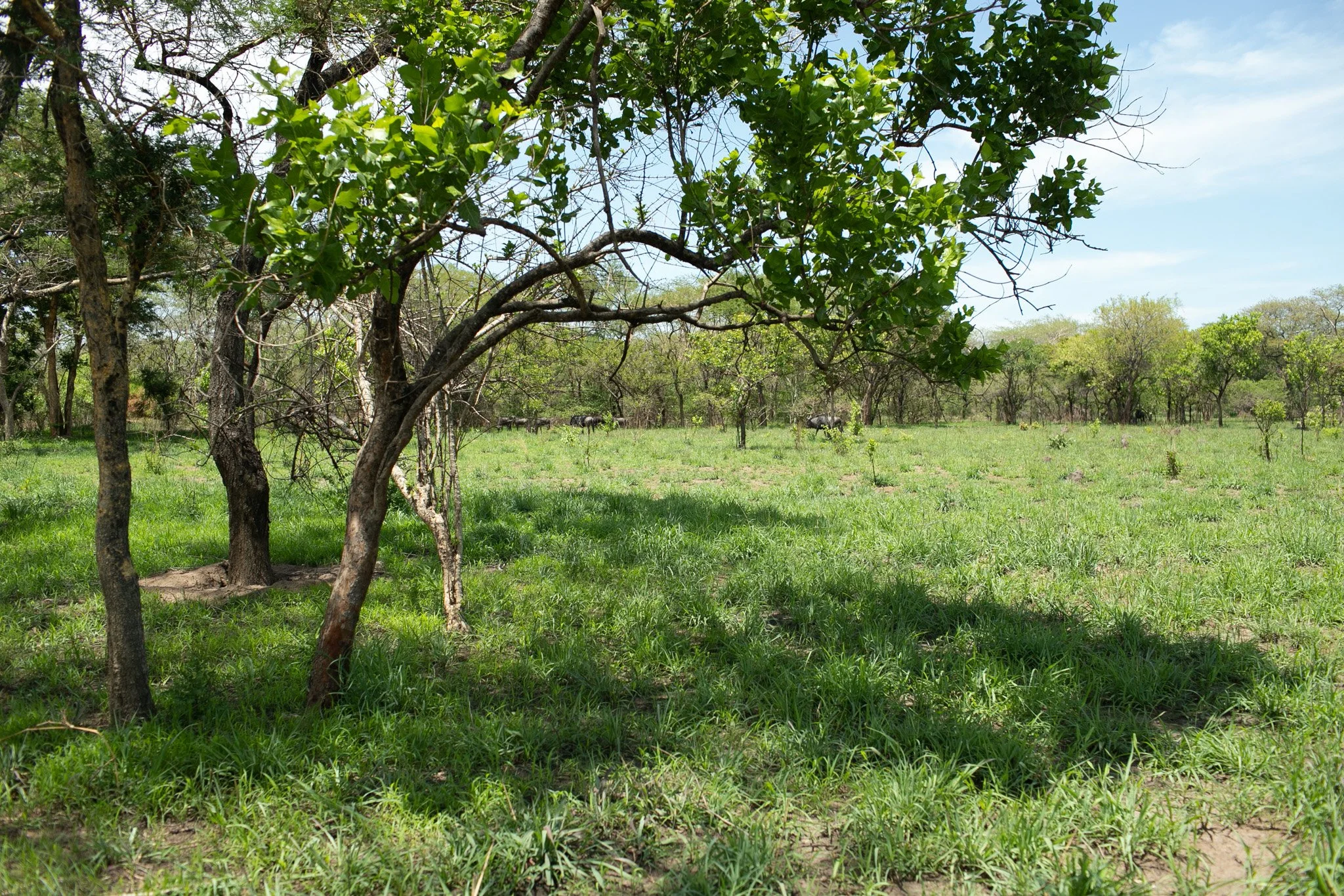 IMG_6881.jpg