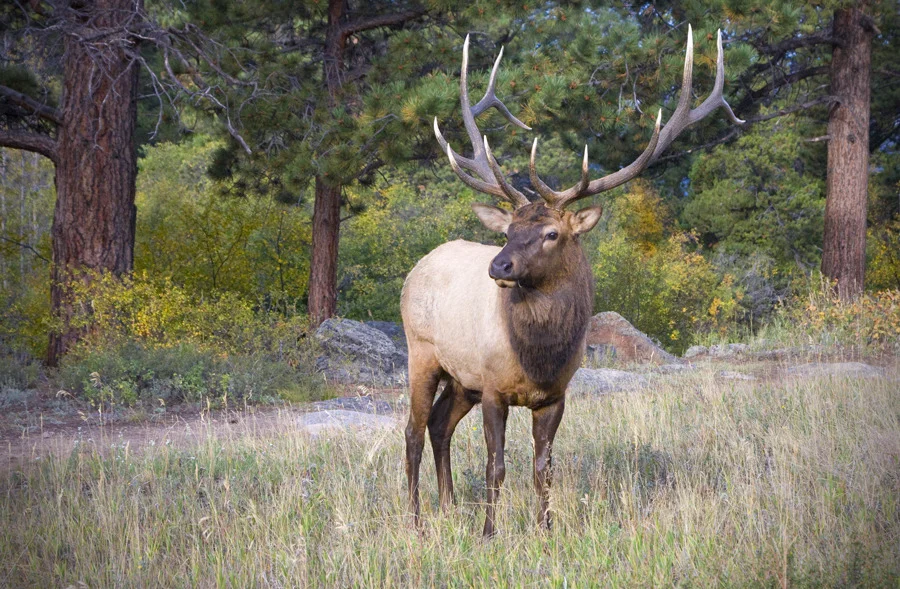 the-herd-bull-2933-188.jpg