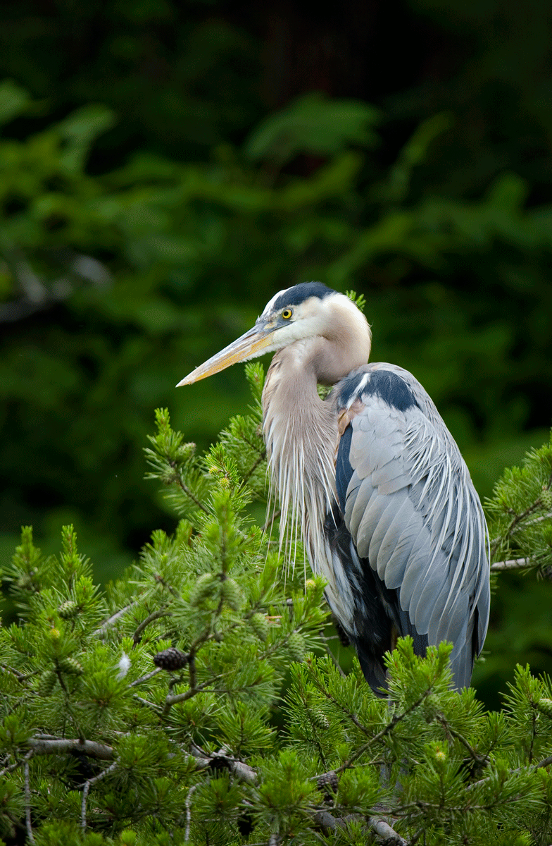 Heron-in-a-Pine-Tree_MG_9654-314-1-3-last.gif
