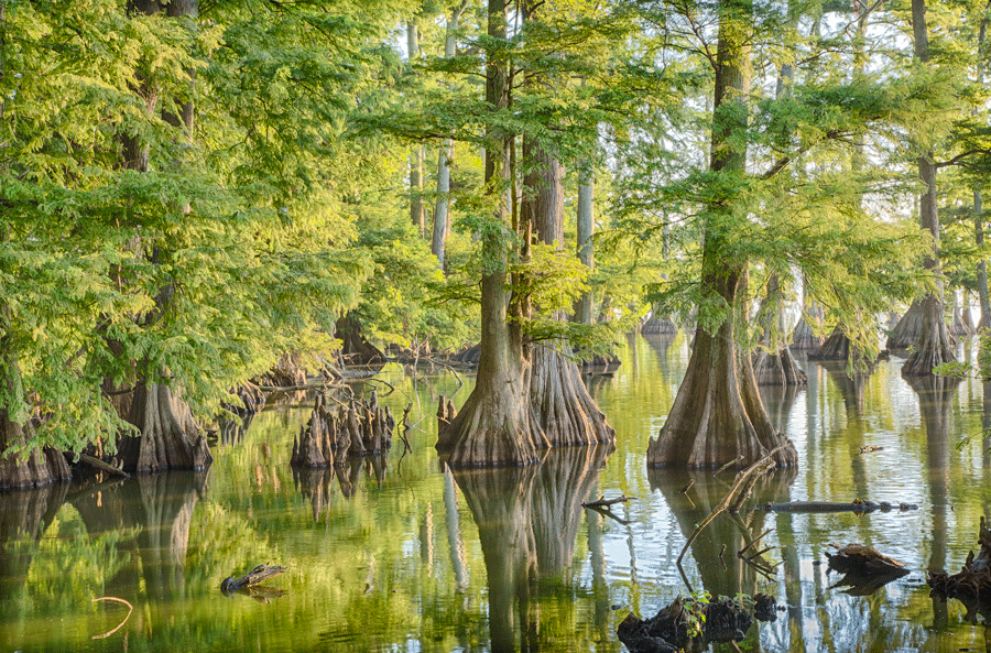 _62A8092_HDR-Edit.gif