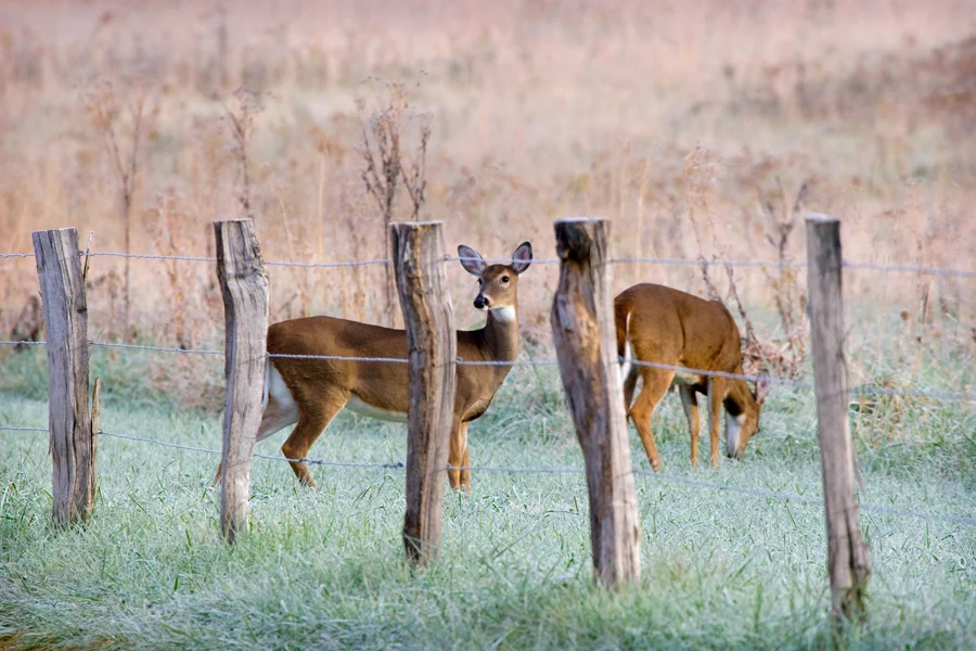beyond-the-fence-2.jpg