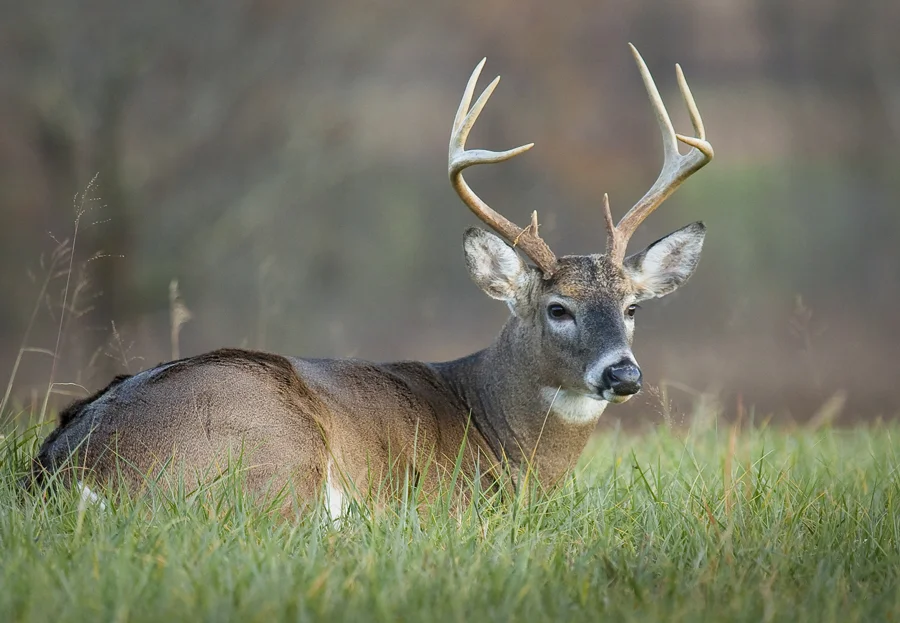 Buck-Resting_MG_5146-126-1-1-1.jpg
