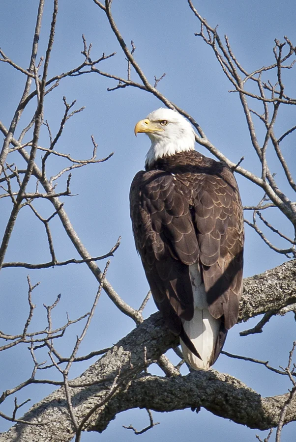 Bledsoe-Eagle_MG_3607-Edit-Edit-2.jpg