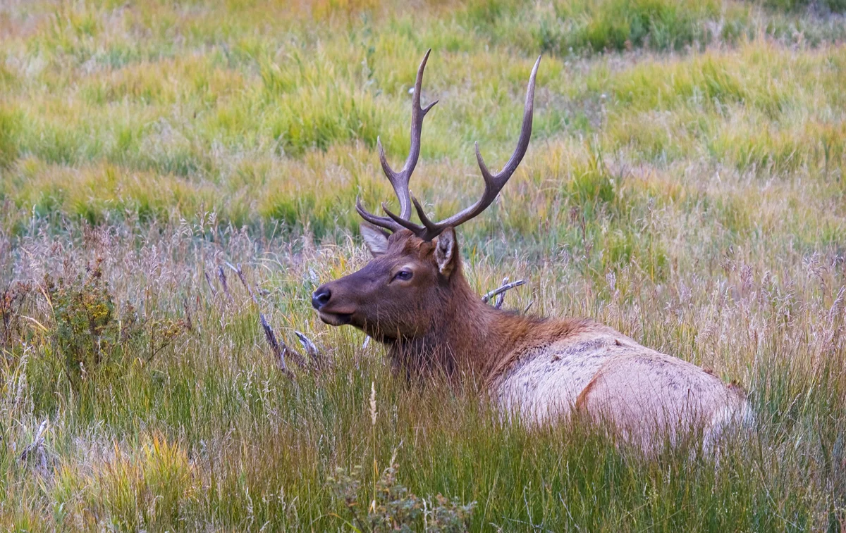 Bull-Elk-Waiting-2-0971-195.jpg