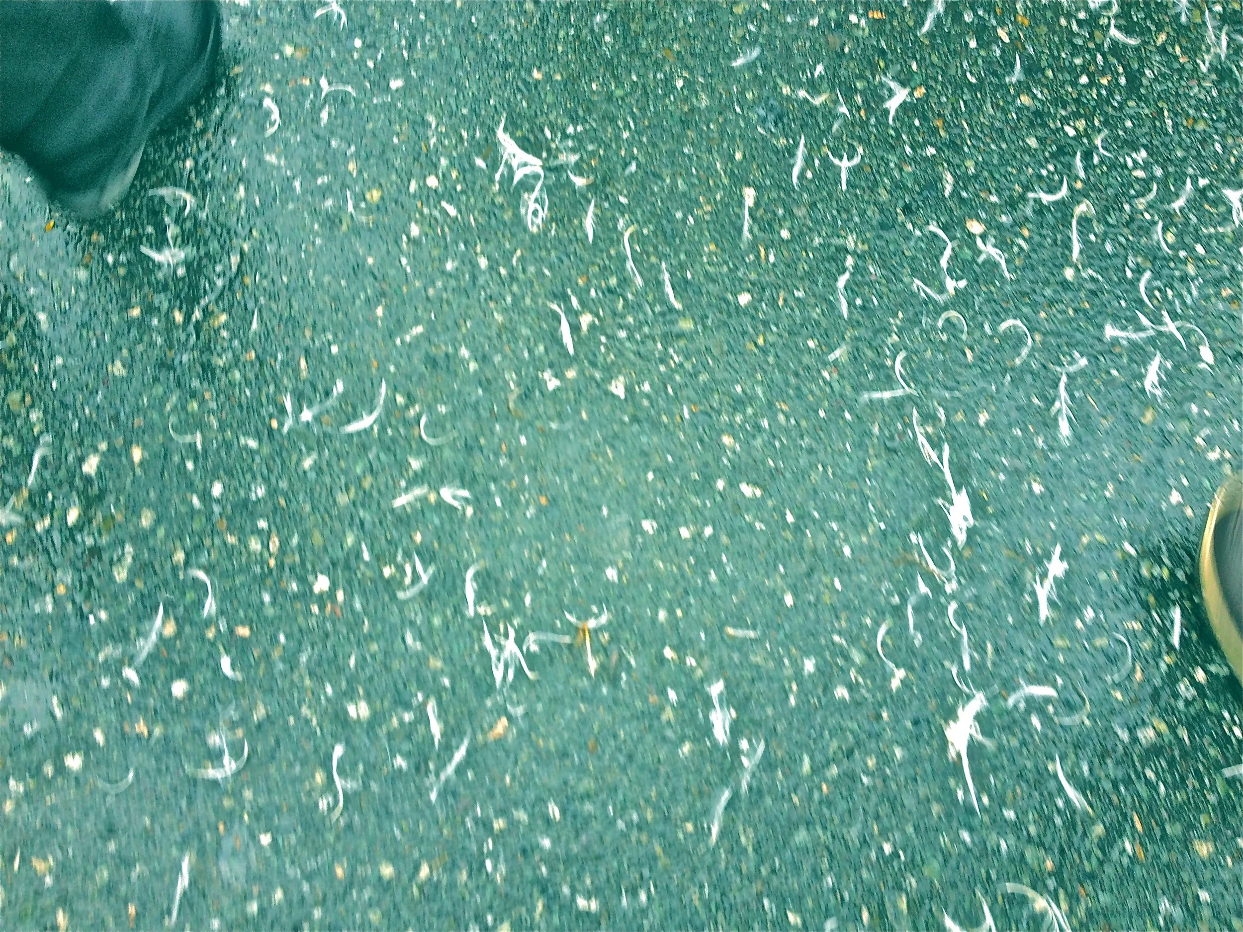 "Eagle Down" Vancouver, BC  Image Copyright JC Robinson 2013