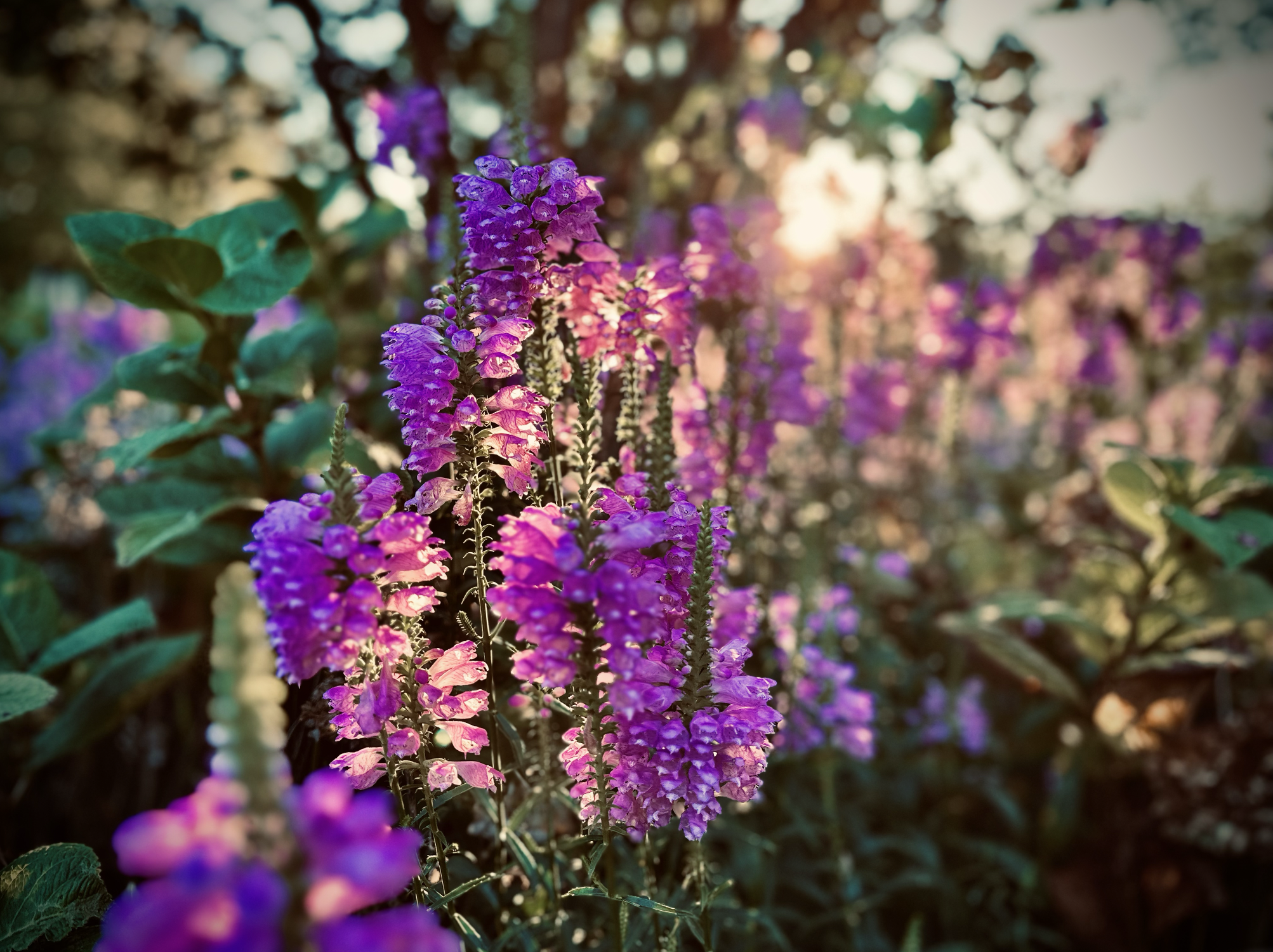 Screenshot 2024-01-26 at 8.53.26 AM.png