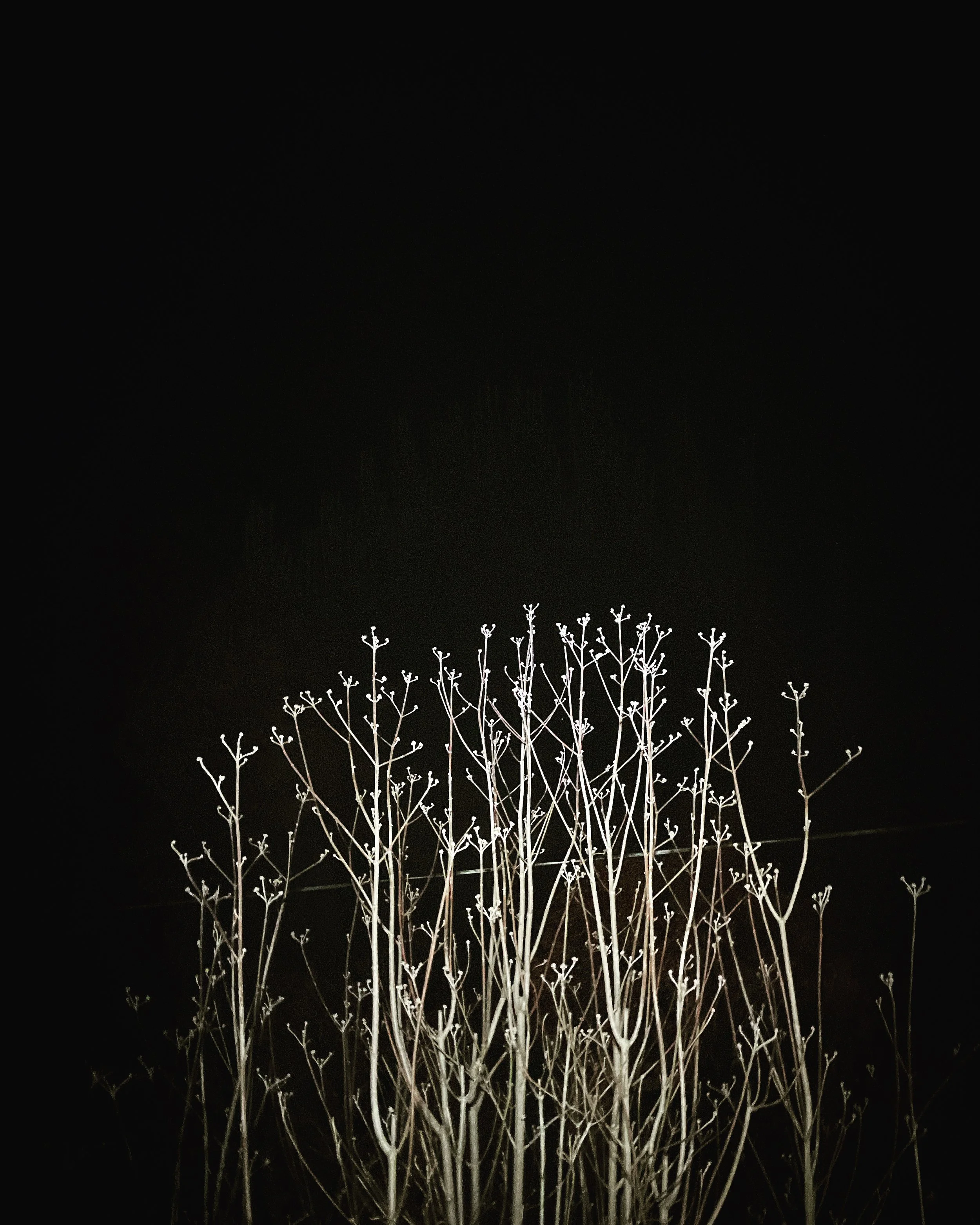 4A4DB13D-CC7E-4C54-8C74-B5DDA10A0994.JPEG