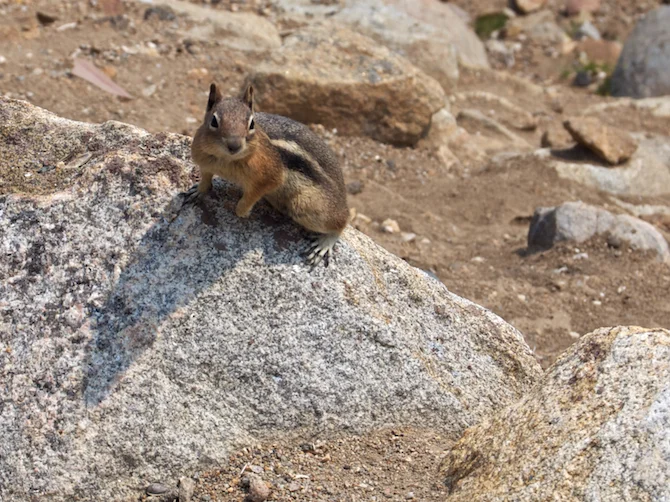 Rockies-Squirrel-Naomi-VanDoren