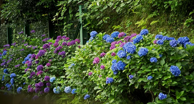 Hakone Japan | NaomiVanDoren.com