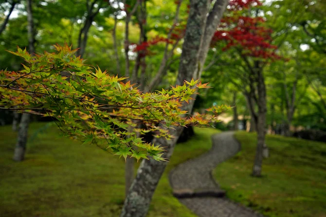 Hakone Japan | NaomiVanDoren.com