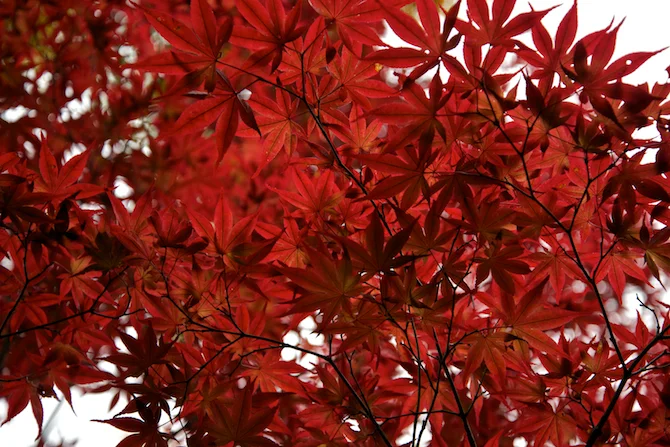Hakone Japan | NaomiVanDoren.com