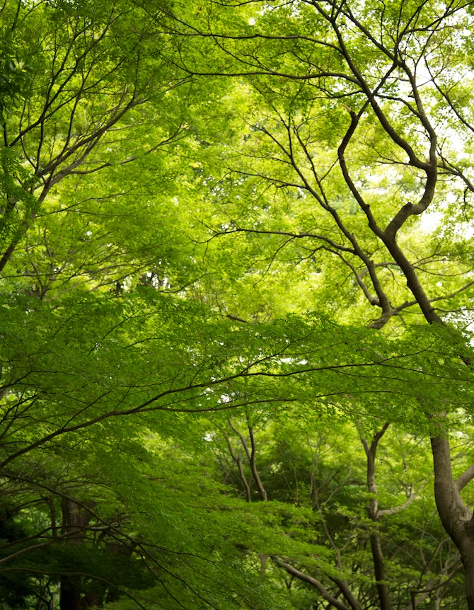 Koishikawa Korakuen Gardens, Tokyo Japan | NaomiVanDoren.com