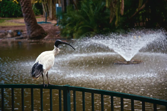 City Botanic Gardens, Brisbane Australia | NaomiVanDoren.com