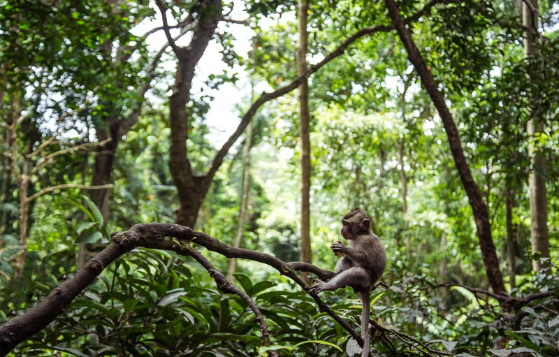 Ubud-Moneky-Park-Indonesia-Naomi-VanDoren-13.jpg