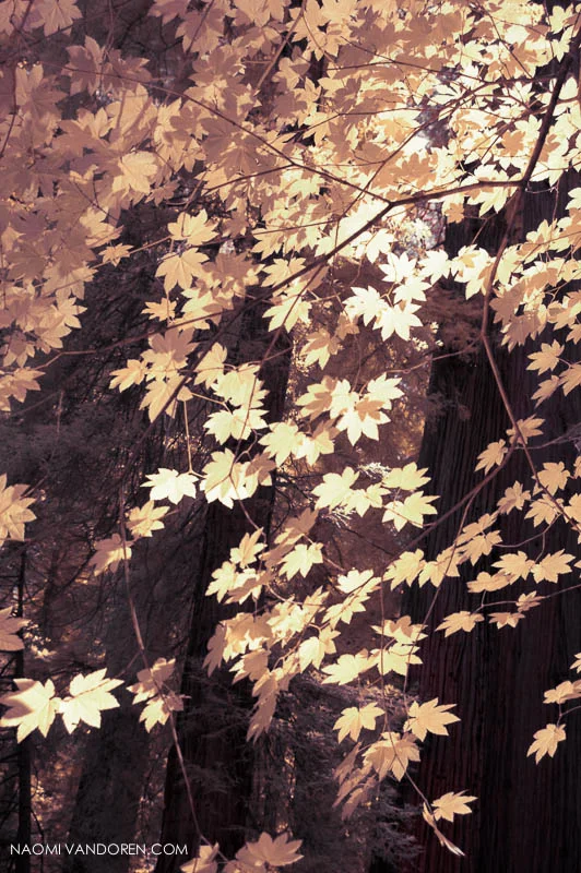 Gold-Leaf-naomi-vandoren-800.jpg
