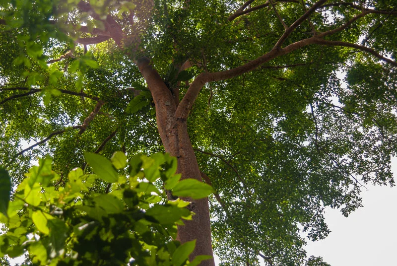 jungle-tree-conopy-Sentani-Papua-Indonesia-Naomi-VanDoren.jpg