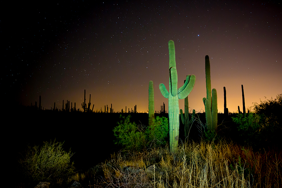 saguaro-desert-photos