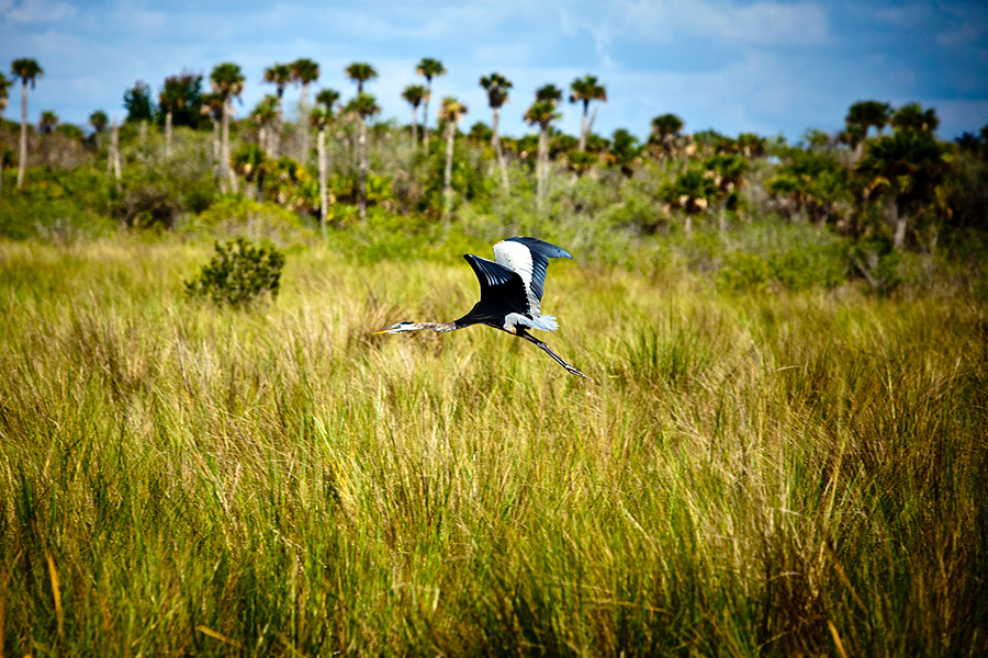 florida-everglades-photographer