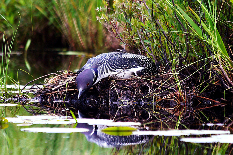 wisconsin-wildlife-photographer