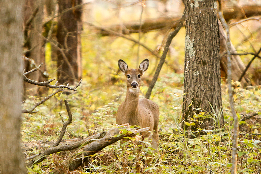 minnesota-lodge-photographer