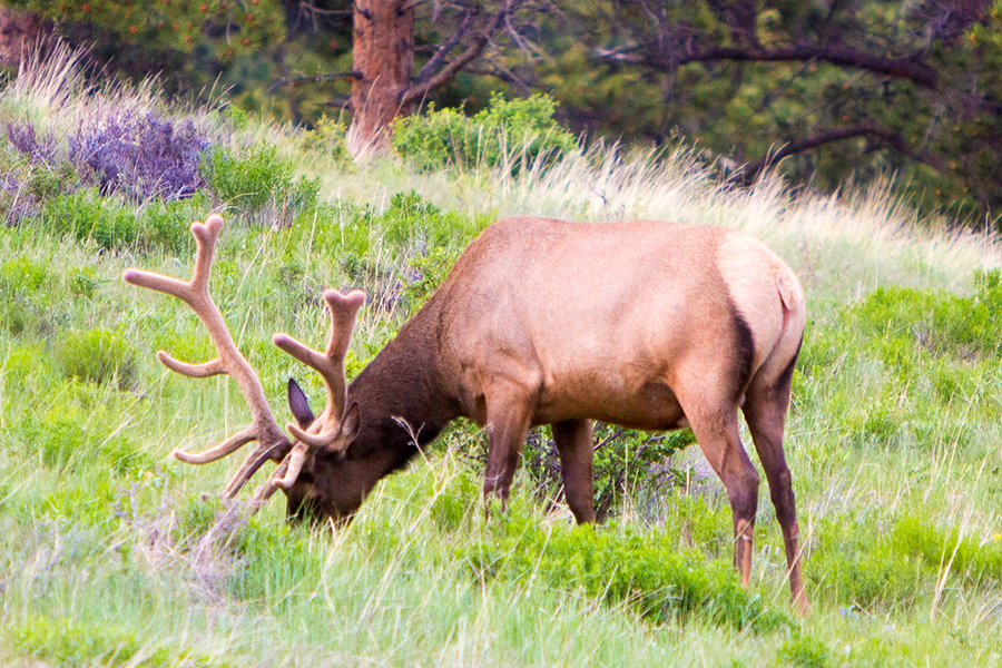 colorado-luxury-ranch-photographer