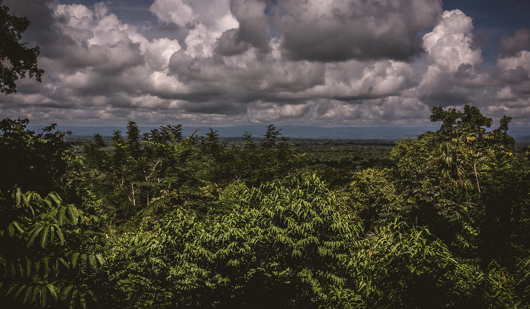 CopalTree-1301.jpg