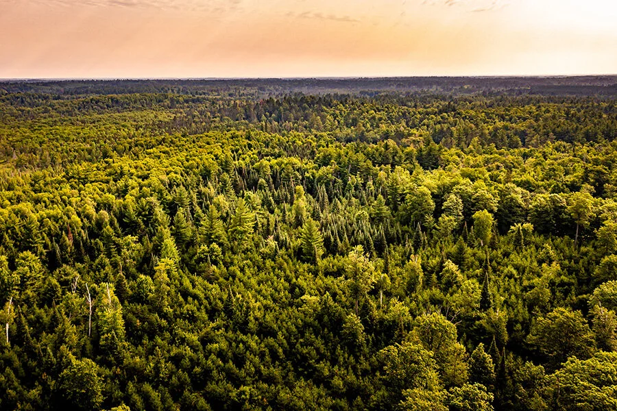 Pine | Top Wisconsin Resort Photographer