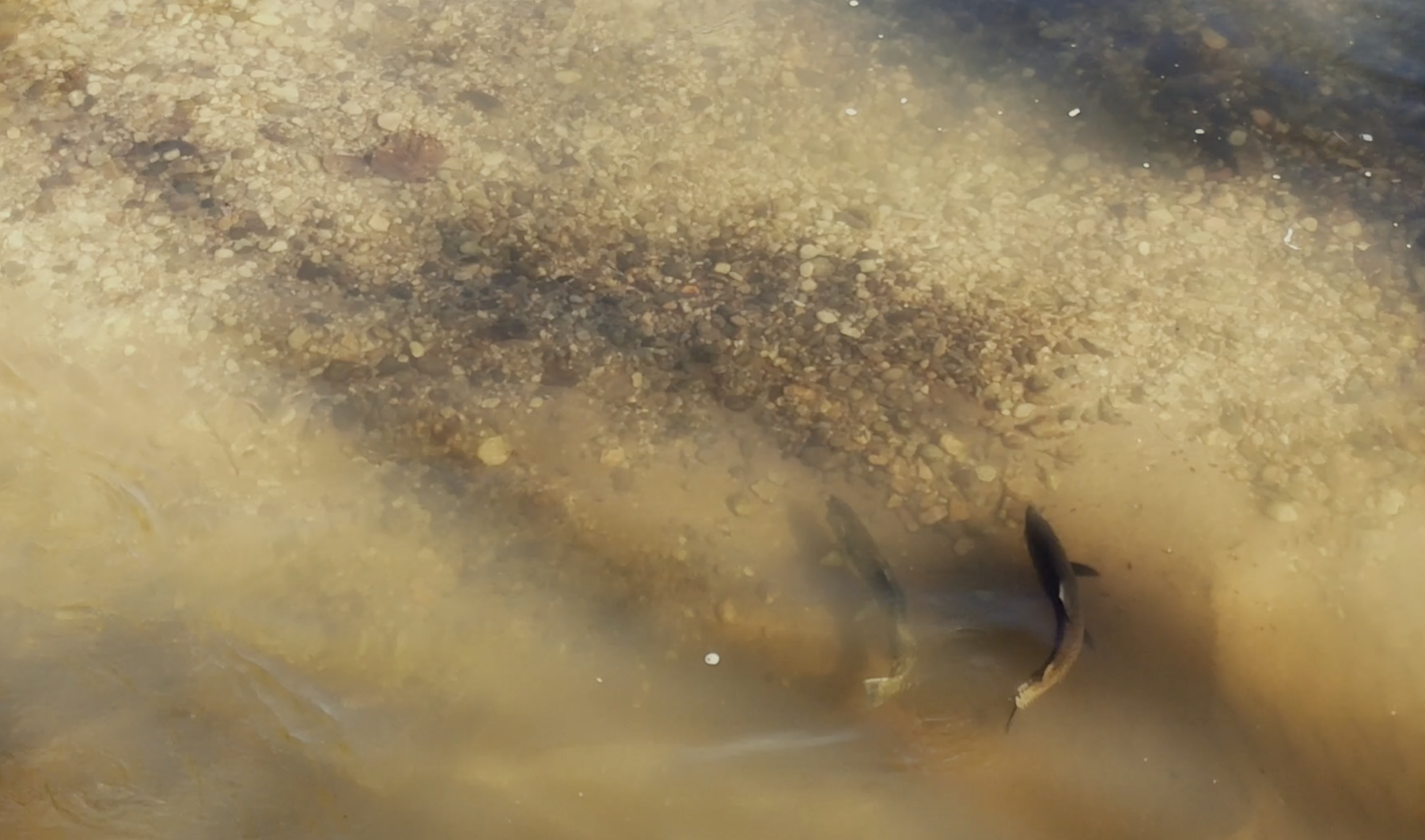 Bend | Northern Michigan Fishing Video Production