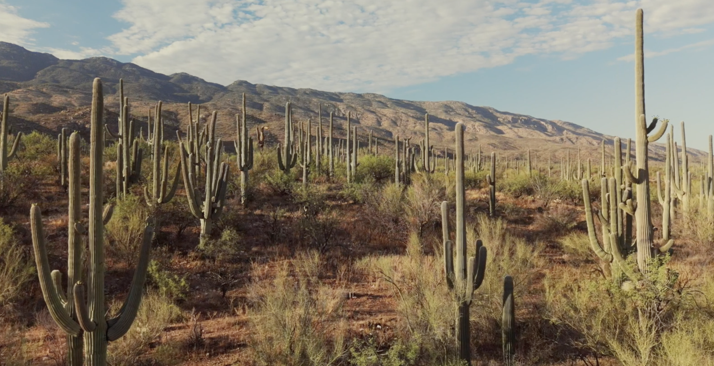 Saguaro National Park: Exploring the Timeless Beauty of Arizona's Sonoran Desert
