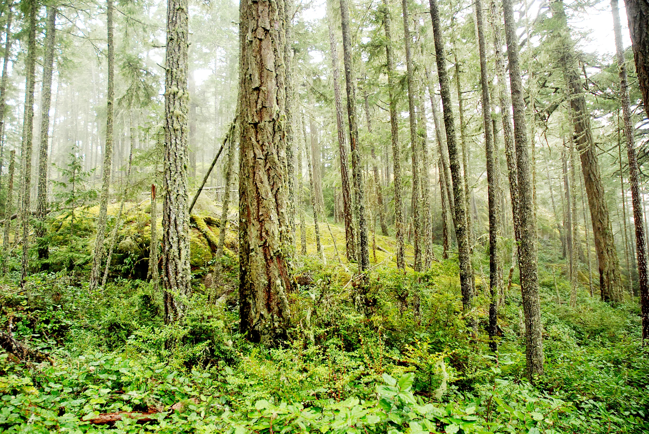 the Wilds