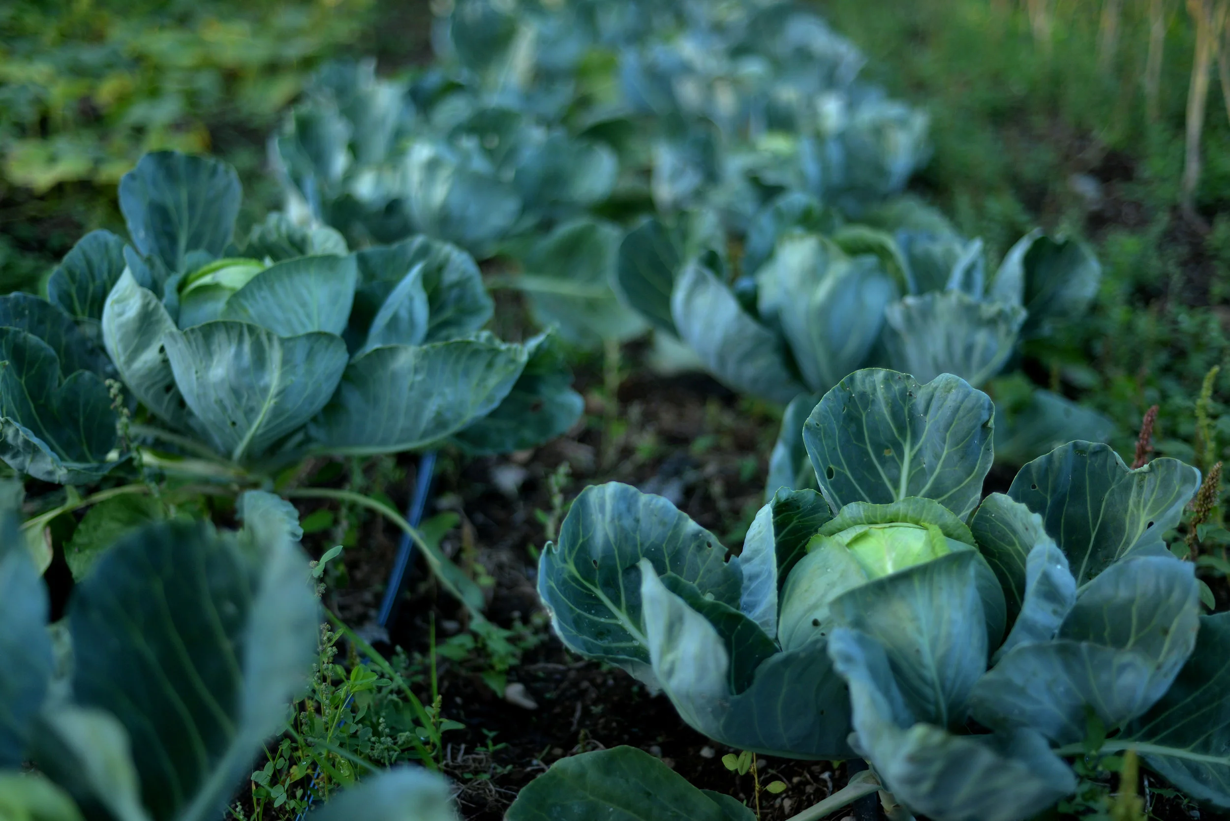 cabbage 150.jpg