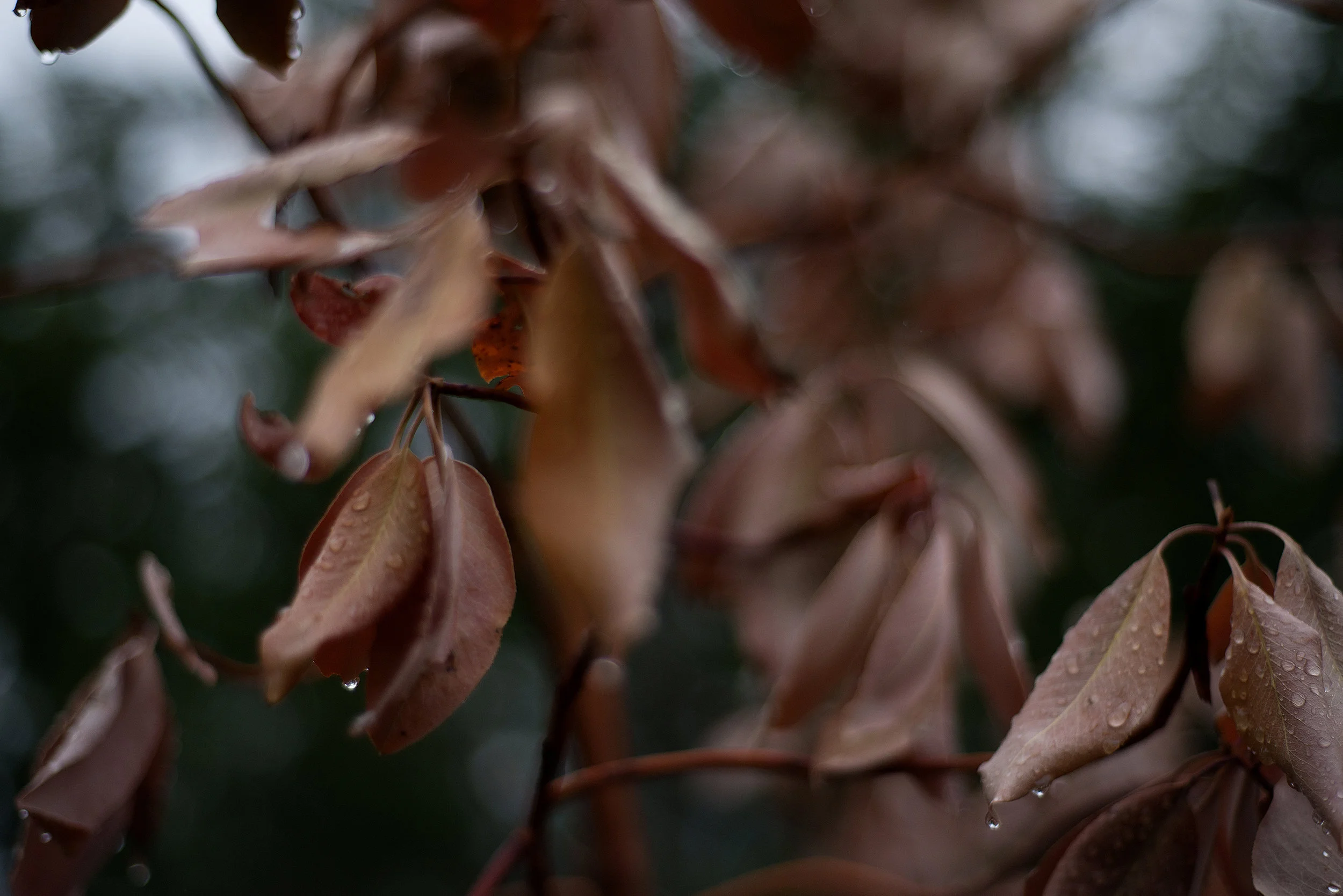 DSC_1214.jpg