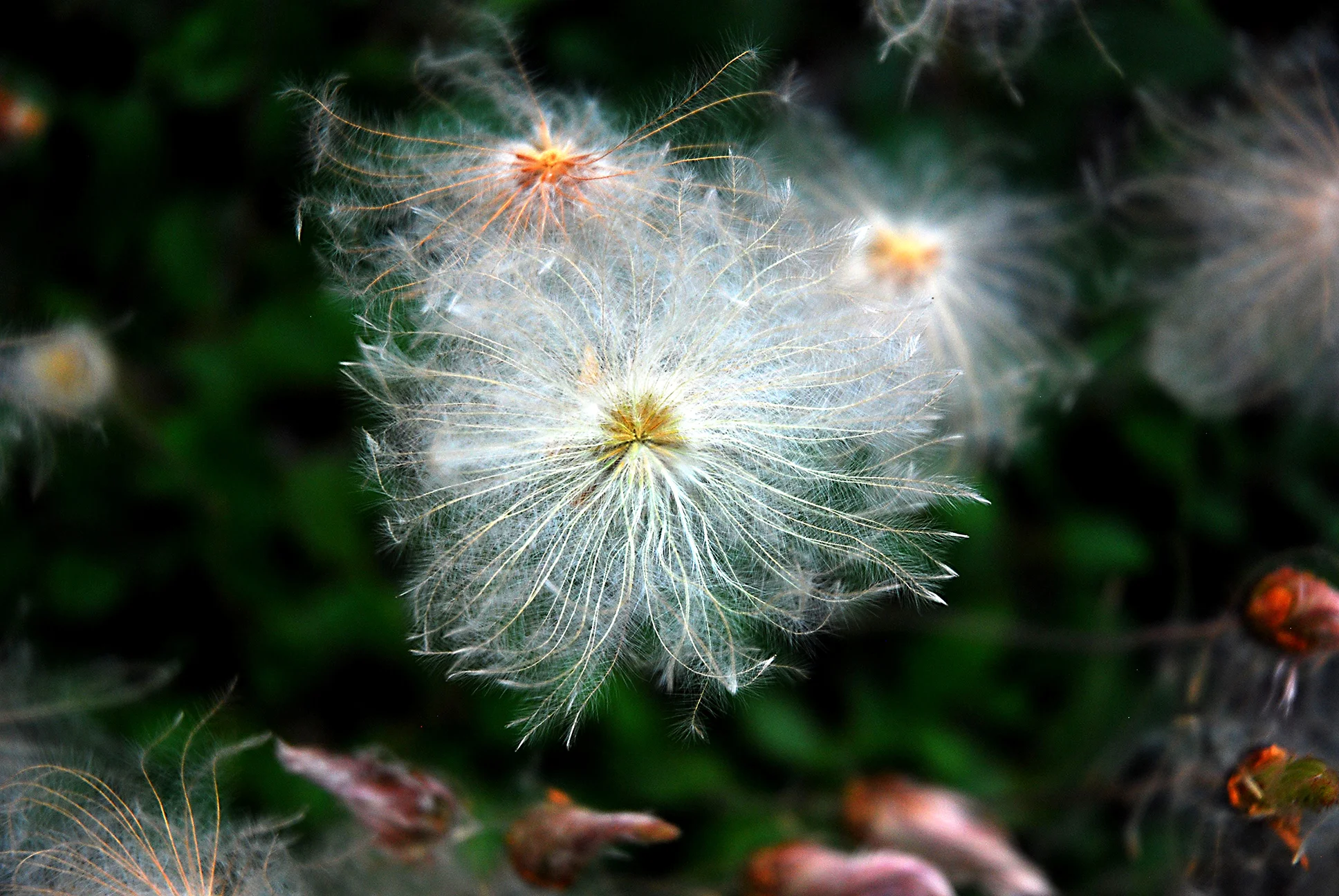 flower seeds 7 150.jpg