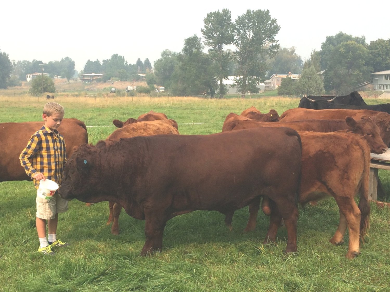 Dexter Cow Size All About Cow Photos dexter-cow-size-all-about-cow-photos