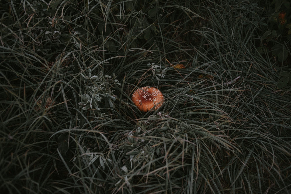 frost on the ground