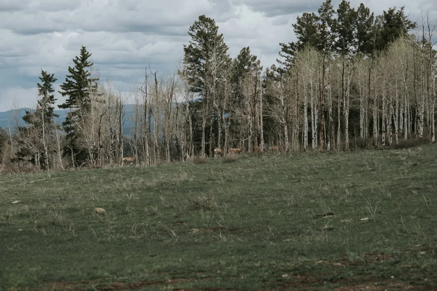 deer in the san juan mountains