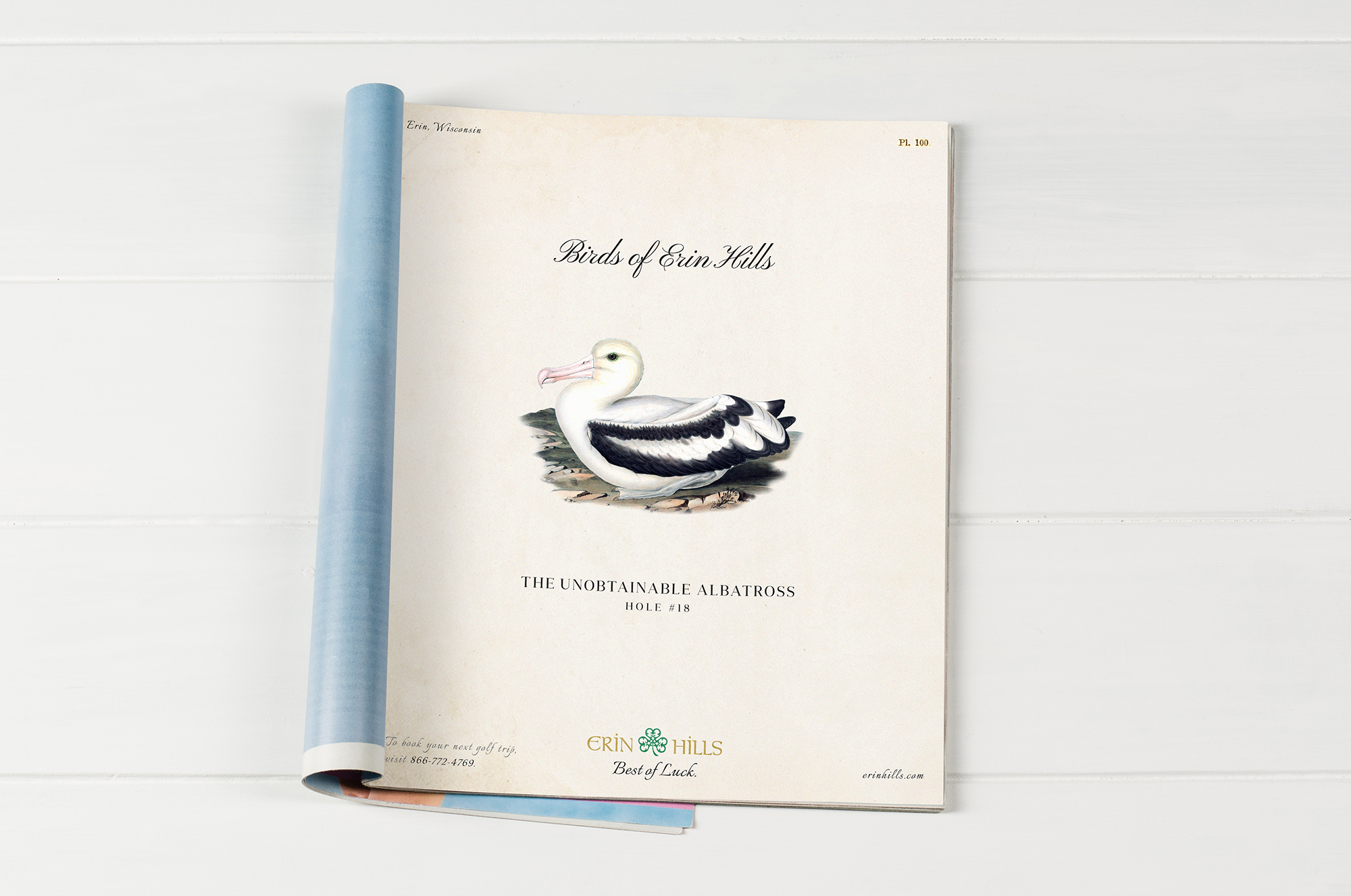 ErinHills_Print_0002_Albatross.jpg