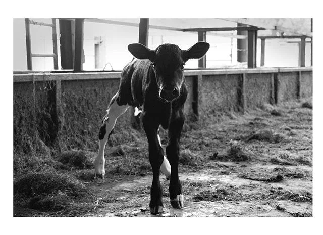 New life at Meadow Farm #cows #farmlife #somerset #1833 #calf