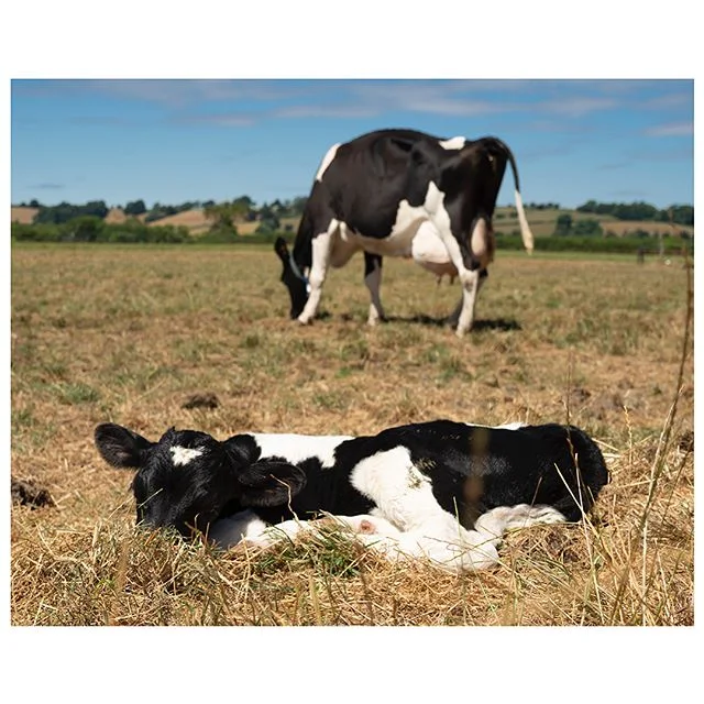 As much as the weather is bliss for us humans it&rsquo;s really getting hard for the animals and the farm. Yesterday was sweltering out in the farm. #heatwave #summer #scorched #hothothot🔥 #1833 #cheddar